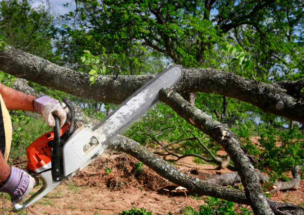 How Our Tree Care Process Works  in  Round Lake Park, IL